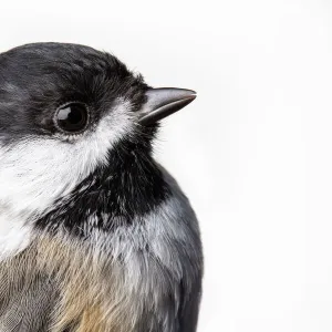 Portrait of a Black-capped chickadee, (Poecile atricapillus) with white background