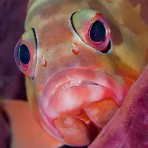 Portrait of Blacktip grouper (Epinephelus fasciatus) resting in Barrel sponge