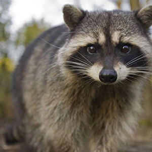 Portrait of a Common Racoon (Procyon lotor). Stanley Park, Vancouver, Canada, March