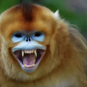 Portrait of a Golden snub-nosed monkey (Rhinopithecus roxellana) screaming and showing its teeth