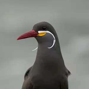 Laridae Collection: Peruvian Tern