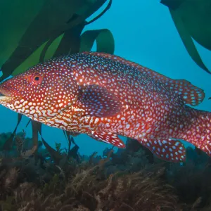 A portrait of a male Ballan wrasse (Labrus bergylta), showing his bright mating colours