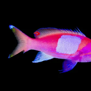 Portrait of a male Squarespot anthias (Pseudanthias pleurotaenia). Sangeang Island; Sumbawa