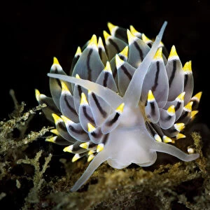 A portrait of a nudibranch (Eubranchus tricolor) on the seabed of a Scottish loch