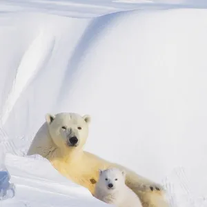 Portrait of Polar bear (Ursus maritimus) sow with spring cub, newly emerged