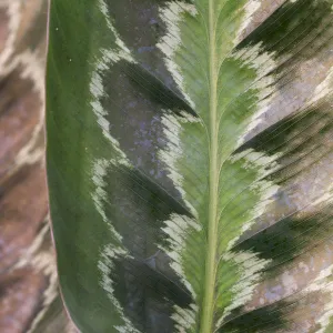 Prayer plant (Calathea plowmanii) close up of leaf, TU Delft Botanical Garden, Netherlands, August