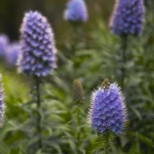 Pride of Maderia (Echium candicans) flowers, Madeira, March 2009