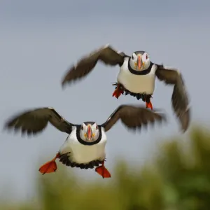 Puffins (Fratercula arctica) pair take off together to go fishing. Farne Islands