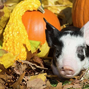 Purebred Berkshire piglet in autumn, Smithfield, Rhode Island, USA