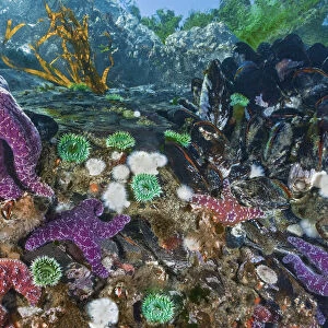 Purple and Ochre sea stars (Pisaster ochraceus) preying on Pacific blue mussels