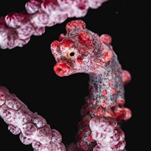 Pygmy seahorse (Hippocampus bargibanti) holding on to a branch of a sea fan coral