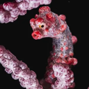 Pygmy seahorse (Hippocampus bargibanti) holding on to a branch of a sea fan coral