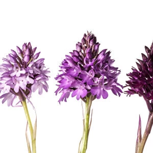 Pyramidal Orchid (Anacamptis pyramidalis) colour varieties. Sibillini, Umbria Italy, June