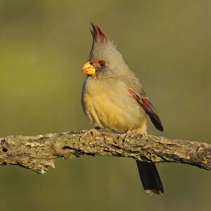 Pyrrhuloxia (Cardinalis / Pyrrhuloxia sinuatus) female perched on branch, with crest raised