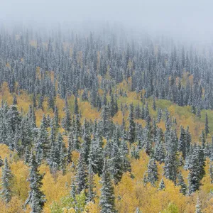 Quaking aspen trees (Populus tremuloides) and conifers with dusting of snow, Dome