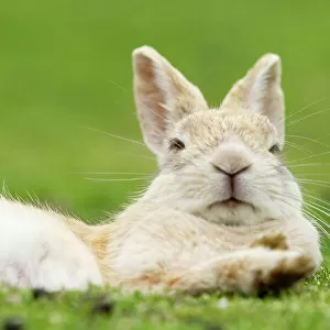 Rabbit resting with alert ears, Okunoshima Rabbit Island, Takehara, Hiroshima, Japan