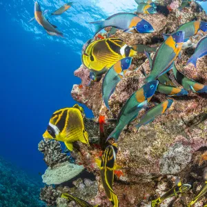 Raccoon butterflyfish (Chaetodon lunula), endemic Saddle wrasse (Thalassoma duperrey) and Sea urchin (Diadema sp. ) on reef, Lanai, Hawaii, Pacific Ocean