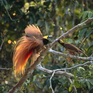 Raggiana bird of paradise (Paradisaea raggiana) male displaying to female, Papua New Guinea