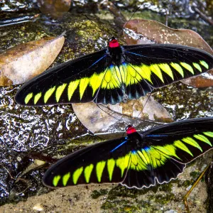 Raja Brookes Birdwing Butterfly (Trogonoptera brookiana), Borneo