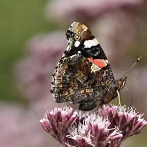Red admiral butterfly (Vanessa atalanta) feeding on nectar from Hemp Agrimony, Oxfordshire