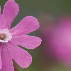 Red campion (Silene dioica) flower, Liechtenstein, June 2009