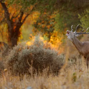 Red deer (Cervus elaphus) stag bellowing, Los Alcornocales Natural Park, southern Spain, September