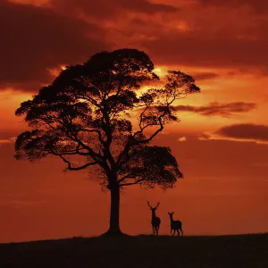 Red deer (Cervus elaphus) stag and hind at dusk, Cheshire, UK September