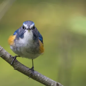Honeyeaters Collection: Orange Chat