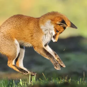 Red fox (Vulpes vulpes) pouncing on prey. London, UK. November