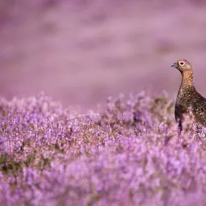 Red grouse {Lagopus lagopus scoticus} on heather moorland, Derwent Edge, Peak District