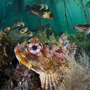 Red Irish lord (Hemilepidotus hemilepidotus) hides on the sebed, with Quillback rockfish