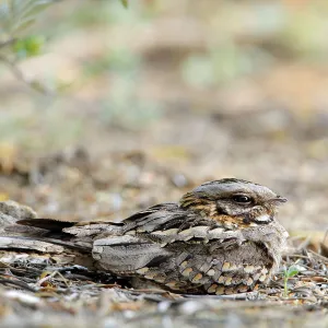 Red-necked nightjar (Caprimulgus ruficollis) on nest with eggs, Arcos de la Frontera