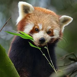 Red panda (Ailurus fulgens) captive, occurs in China