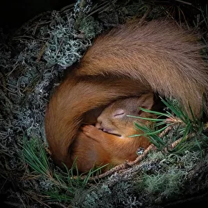 Red squirrel (Sciurus vulgaris), two curled up asleep in drey inside nest box. Nest of lichen