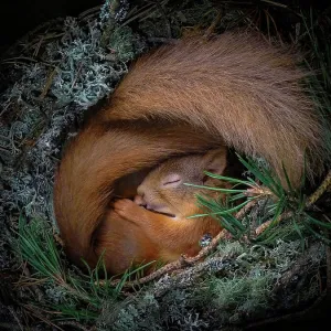 Red squirrel (Sciurus vulgaris), two curled up asleep in drey inside nest box. Nest of lichen and Pine needles. Highlands, Scotland, UK. Medium repro only