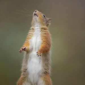 Red Squirrel (Sciurus vulgaris) adult standing. Cairngorms National Park, Scotland