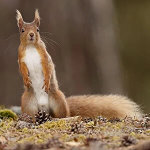 Red Squirrel (Sciurus vulgaris) male standing alert, Cairngorms National Park, Highlands