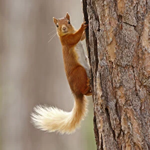 Red squirrel (Sciurus vulgaris) in summer coat on Scots pine tree trunk, Highlands