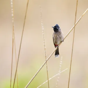 Red-vented bulbul (Pycnonotus cafer) Bandhavgarh National Park, India, March