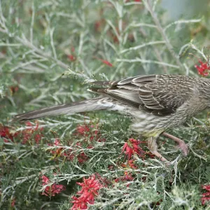 Red wattlebird (Anthochaera carunculata) nectaring on Grevillea (Grevillea preissii)