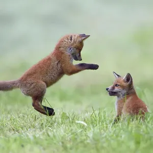 Red fox cubs playing print, Vosges, France Red fox cubs playing print, Vosges, France