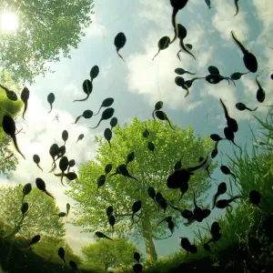 Tadpoles of the Common toad swimming in water, seen from below, Print Tadpoles of the Common toad swimming in water, seen from below, Print