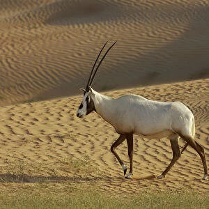 RF- Arabian Oryx (Oryx leucoryx) Dubai Desert Conservation Reserve, Dubai, UAE
