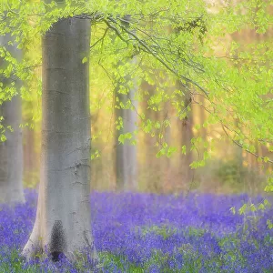 : Cool Coloured Woodlands