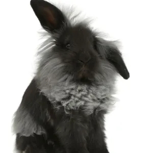Animals Jigsaw Puzzle Collection: Related Images
