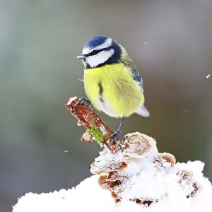 RF - Blue tit (Cyanistes caeruleus) perched on a stick in snow, Bishopswood, Somerset, UK. February. Cropped. (This image may be licensed either as rights managed or royalty free.)