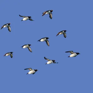 RF - Brunnichs guillemot (Uria lomvia) group flying in formation, Svalbard, Norway