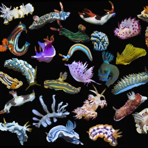 RF - Composite image of tropical nudibranchs on a black background showing variety and abundance of nudibranch species, Indo-Pacific (This image may be licensed either as rights managed or royalty free. )