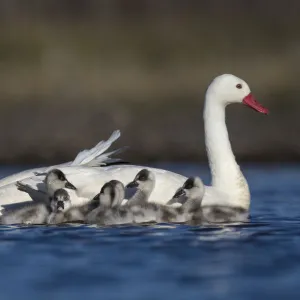 RF - Coscoroba swan (Coscoroba coscoroba) pair with chicks on water La Pampa, Argentina