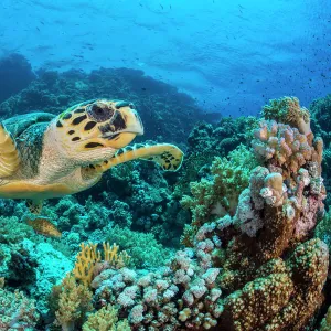 RF - Hawksbill sea turtle (Eretmochelys imbricata) swimming over a coral reef